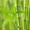Bamboo Fragrance Oil (back order)