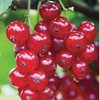 Red Currant Fragrance Oil