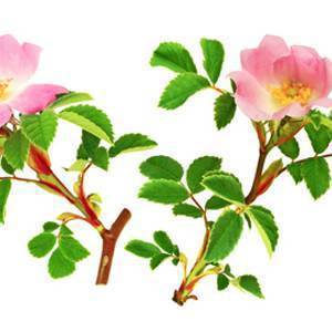 Wild Eglantine Rose Fragrance Oil