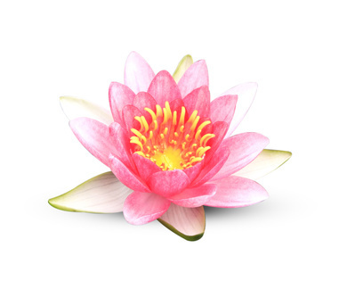 Lotus Flower Fragrance Oil