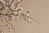 Almond Blossom Fragrance Oil
