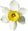 White Narcissus Fragrance Oil