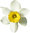White Narcissus Fragrance Oil