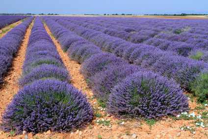 lavender_growing_on_hill